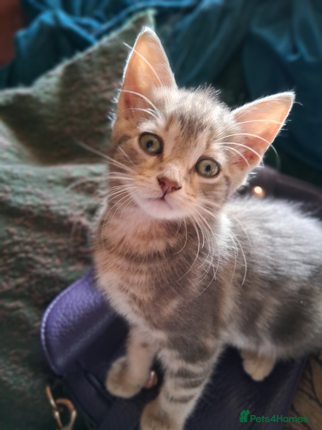 Mixed Breed cats for sale: UNIQUE SILVER/BLUE BENGAL X RUSSIAN BLUE KITTENS  - Image 12