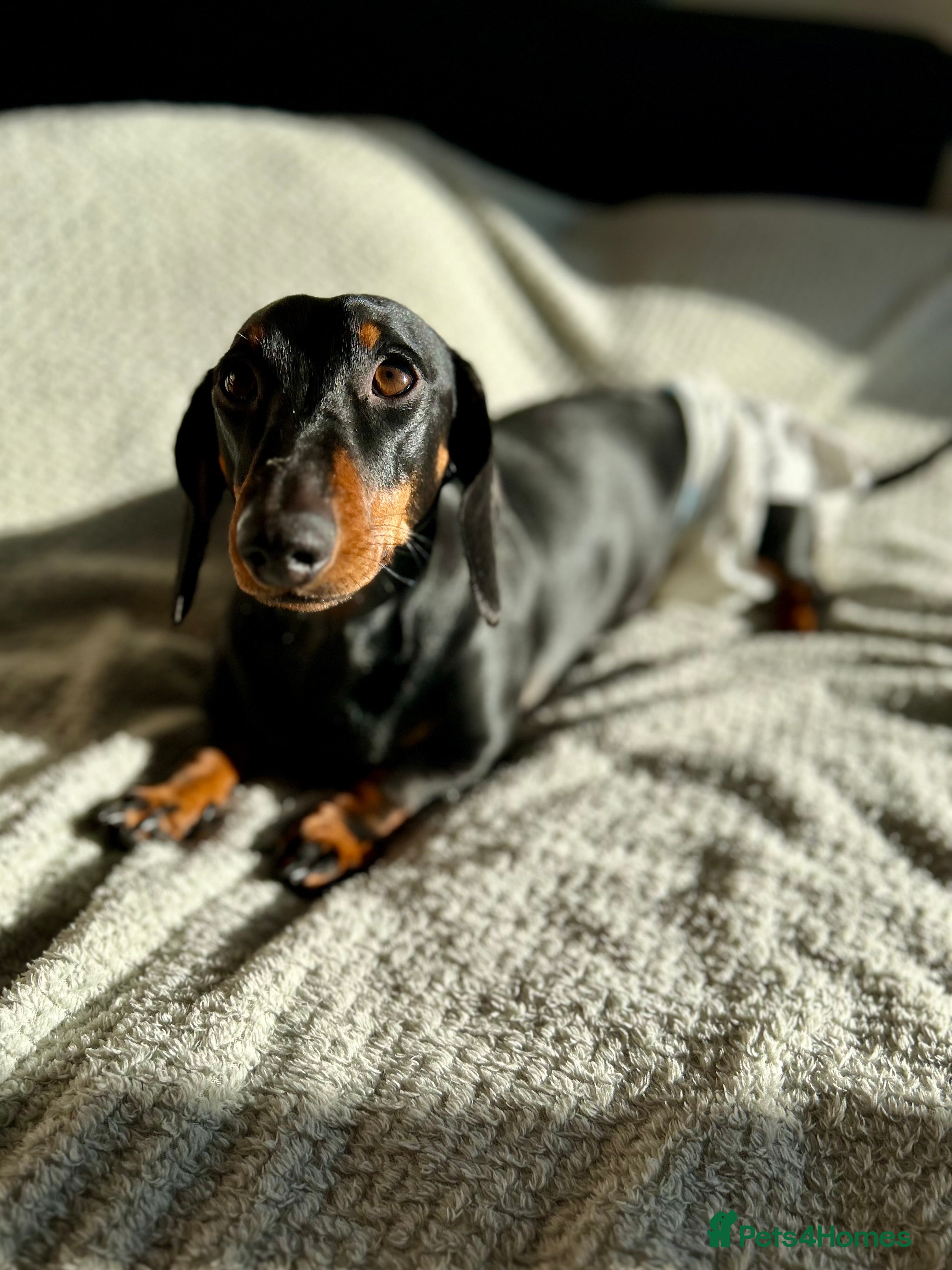 Dachshund dogs Loving Home Wanted for a Very Special Dog - Advert 9