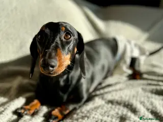 Dachshund dogs Loving Home Wanted for a Very Special Dog - Advert 9