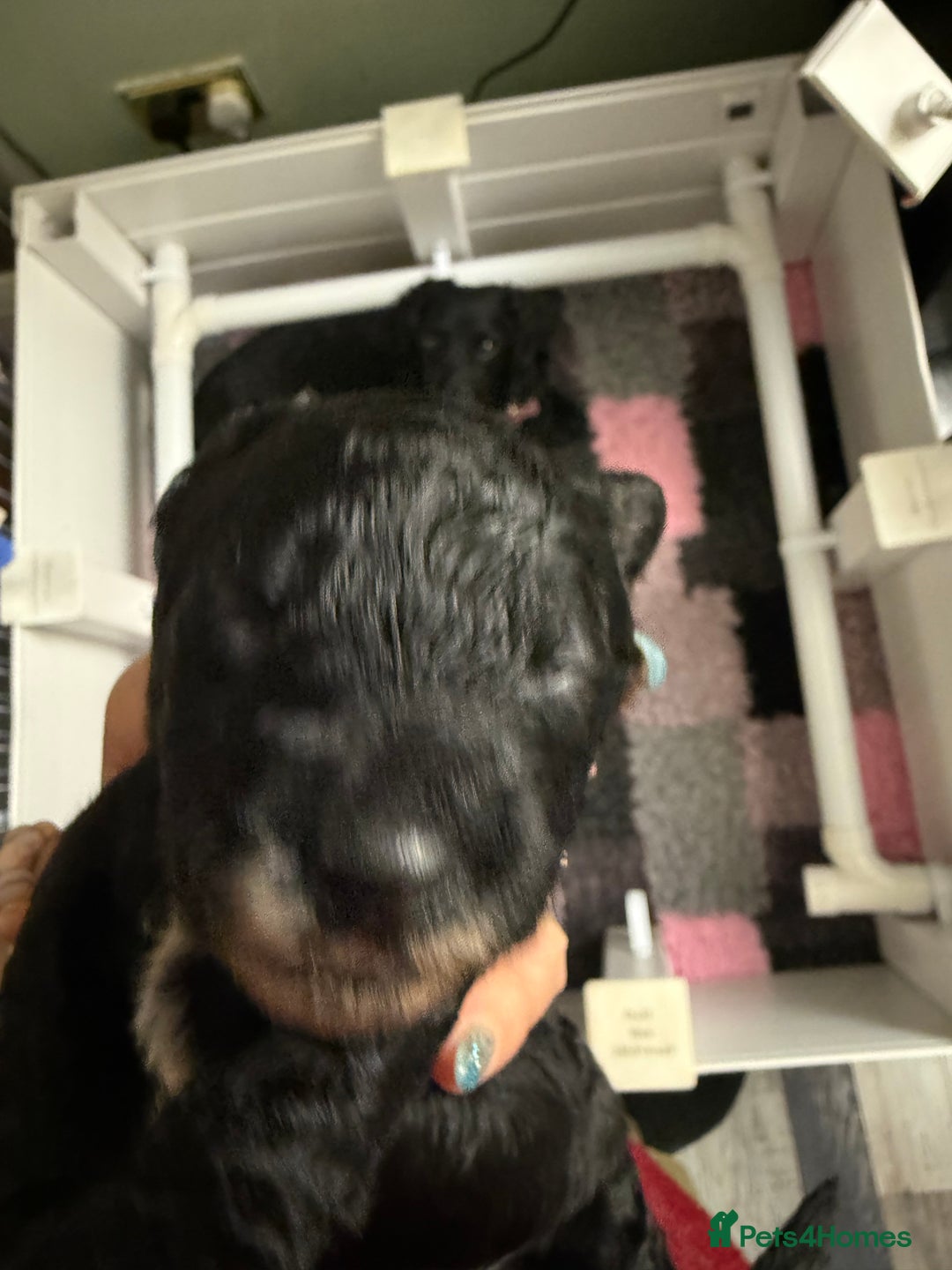 Cockapoo dogs for sale: Beautiful F2b Cockapoo Pups 1F roan available - Advert 20