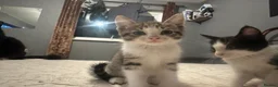 Mixed Breed cats for sale: 2 tabby kittens 🐱  - Advert 22