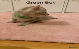 Bengal cats for sale: Pure Bengal Kittens Available  - Image 4