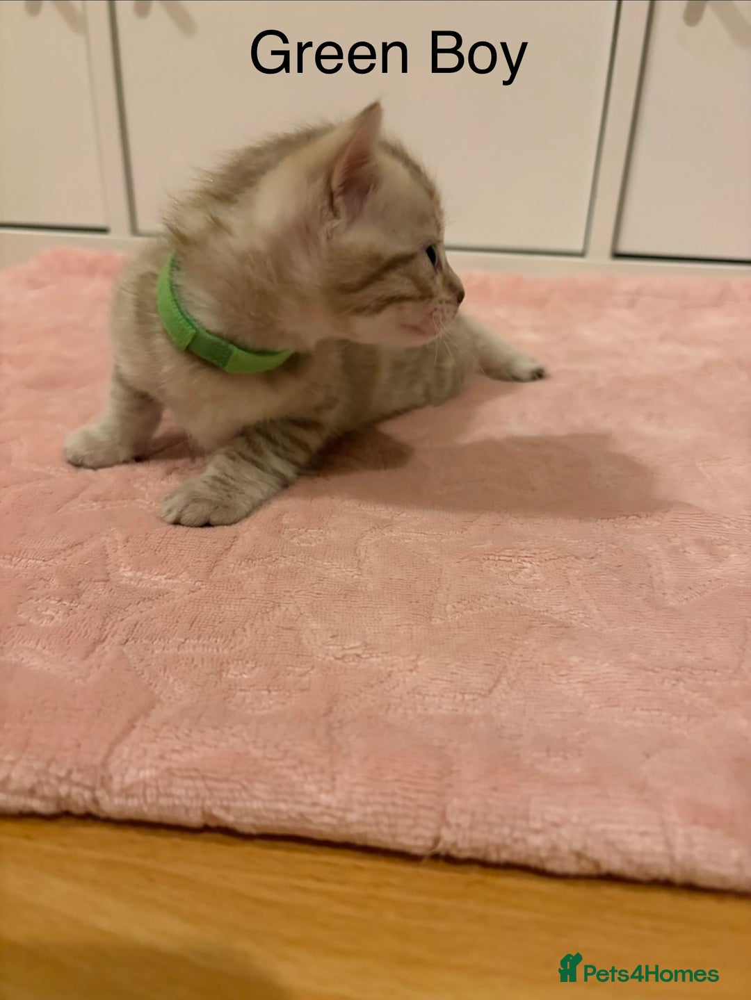 Bengal cats for sale: Pure Bengal Kittens Available  - Image 4