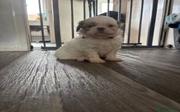 Shih Tzu dogs for sale: 4 Shih tzu girls  - Image 21