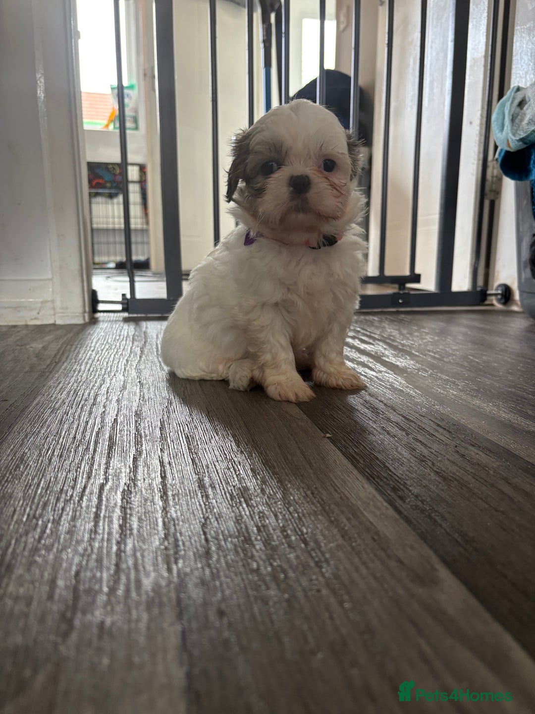 Shih Tzu dogs for sale: 4 Shih tzu girls  - Image 21