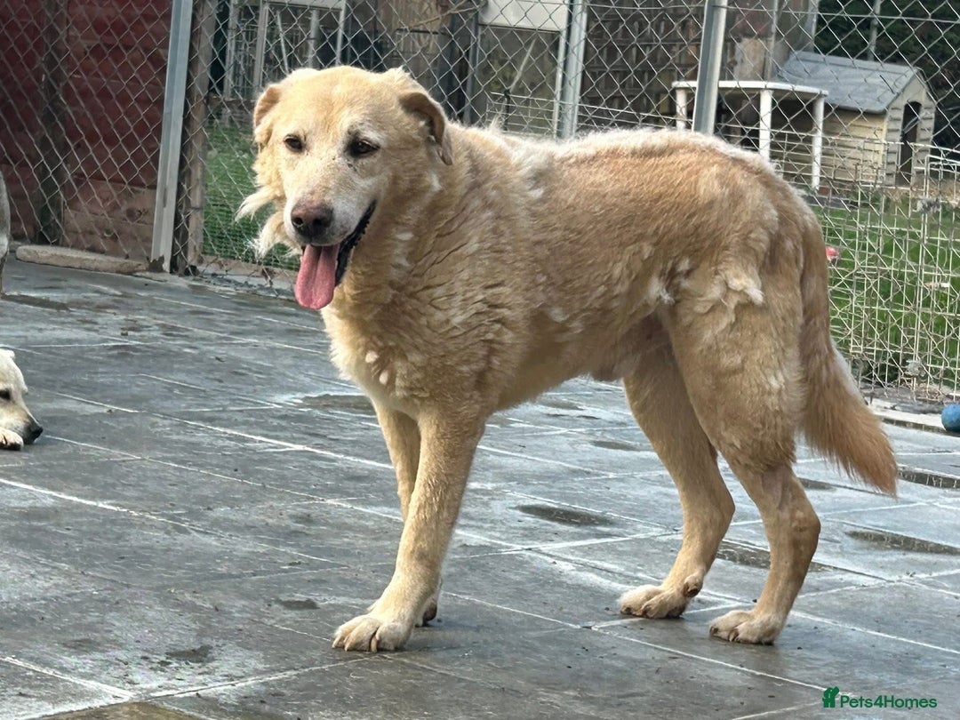 Labrador Retriever dogs for adoption: Rupert - Norwich Norfolk  - Image 20