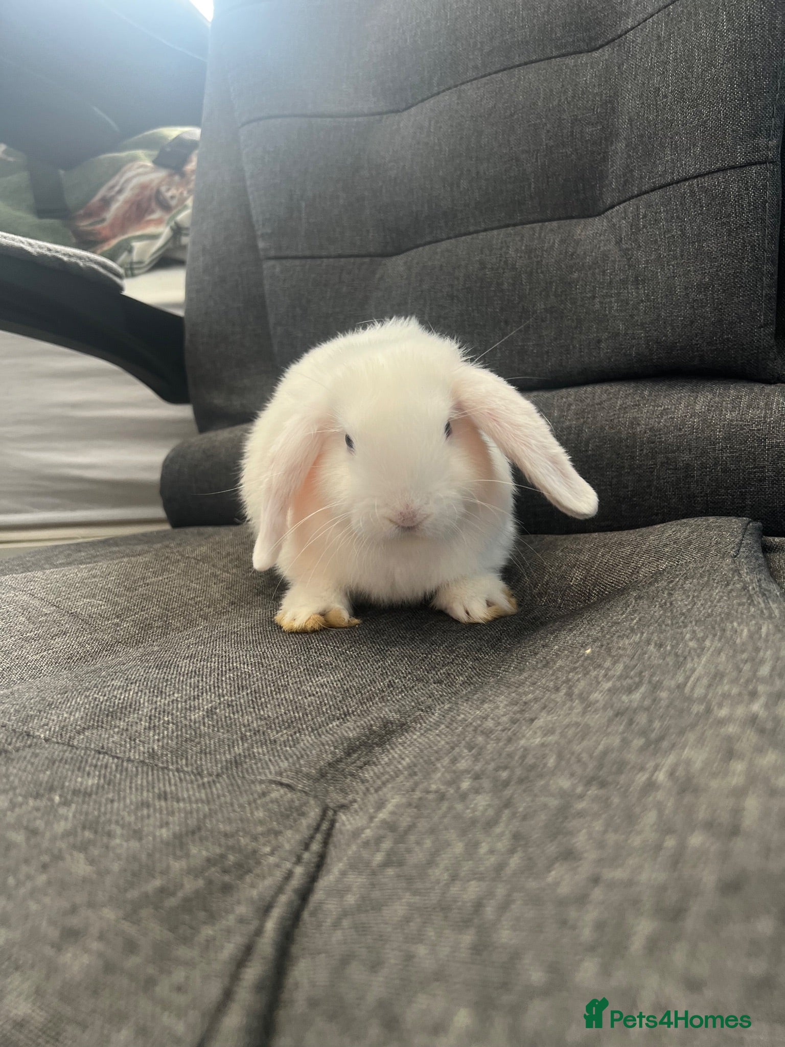 Mini Lop rabbits Pure white mini lop boy for sale  - Advert 18