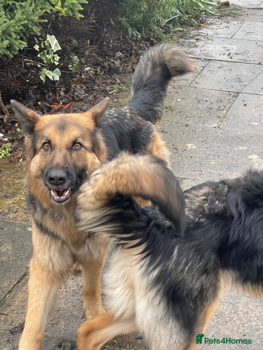 German Shepherd dogs for sale: 🌿 Narla’s Story 🌿 - Advert 4