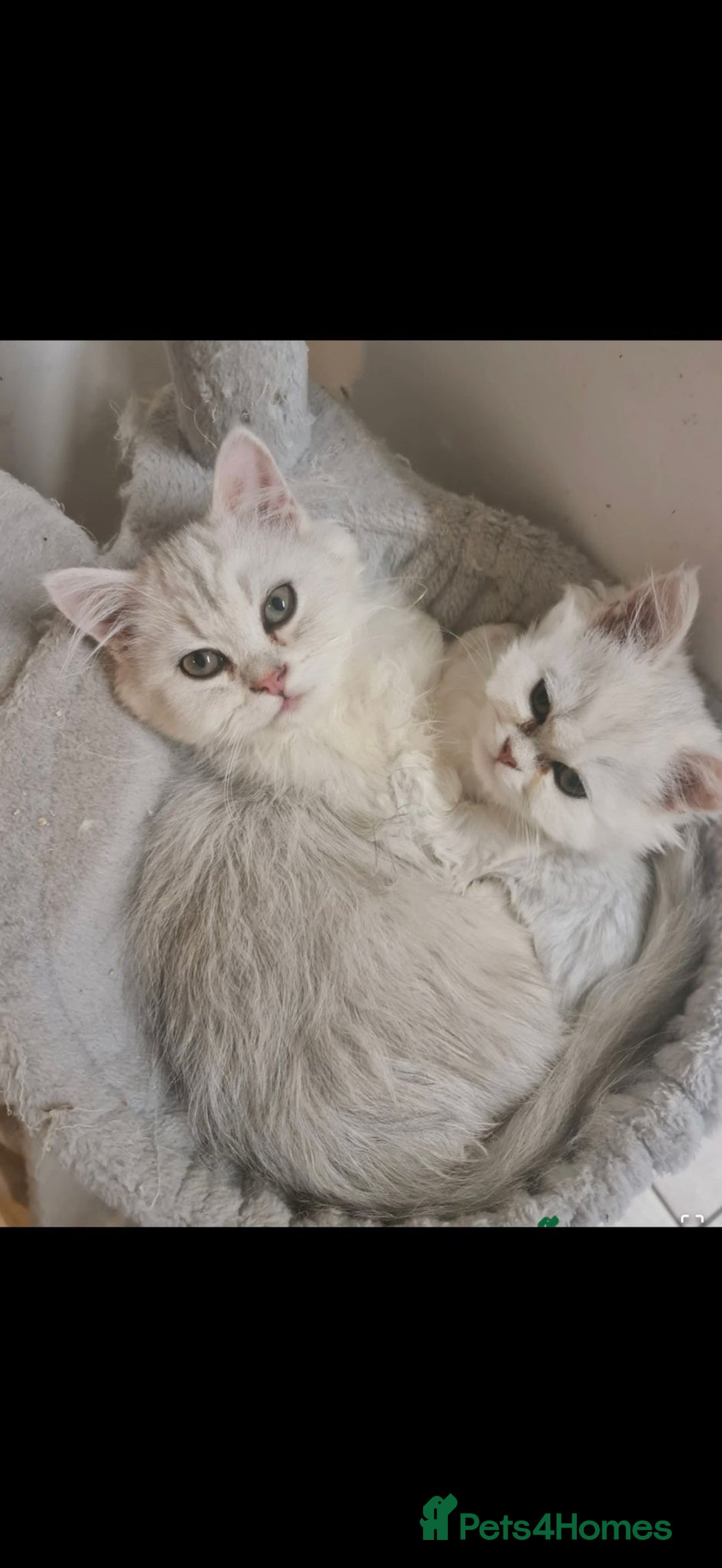Persian cats for sale: Two stunning Chinchilla Persian Kittens - Advert 11