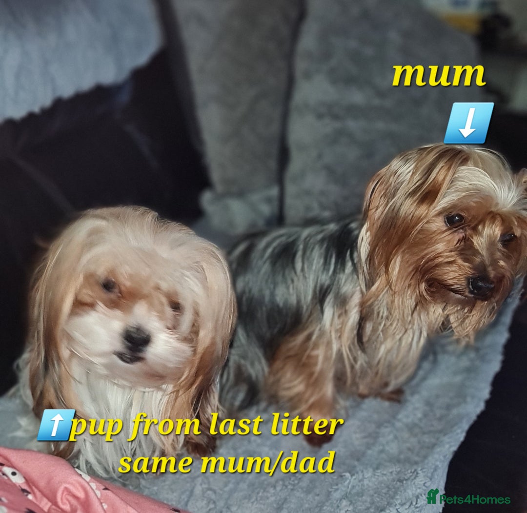 Mixed Breed dogs for sale: Yorkie cross tibetan spaniel  - Image 11