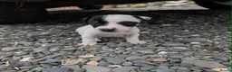Jack Russell dogs for sale: Jack russell puppies in Newton Stewart - Advert 26