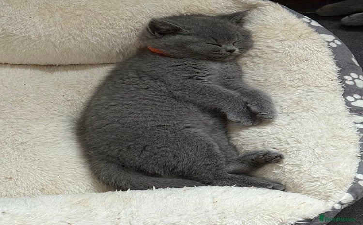 British Shorthair cats - Advert 4