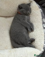 British Shorthair cats - Advert 1