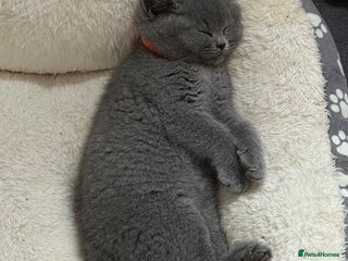 British Shorthair cats - Advert 23