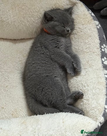 British Shorthair cats - Advert 4