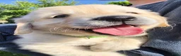 Golden Retriever dogs for sale: Gorgeously Massive Golden Retriever  - Advert 4