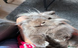 Lionhead rabbits for sale: Rabbit brothers looking for a sweet family - Image 3