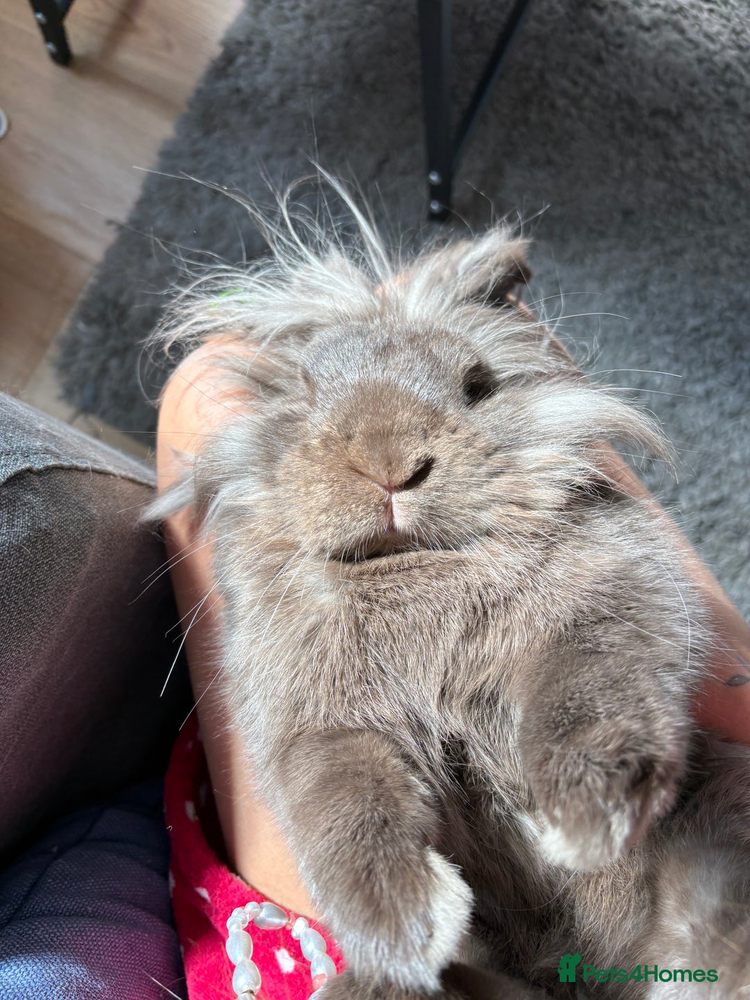 Lionhead rabbits for sale: Rabbit brothers looking for a sweet family - Image 3