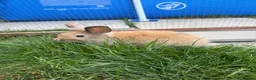 Mini Lion Lop rabbits for sale: Adorable bunnies for sale  - Advert 10