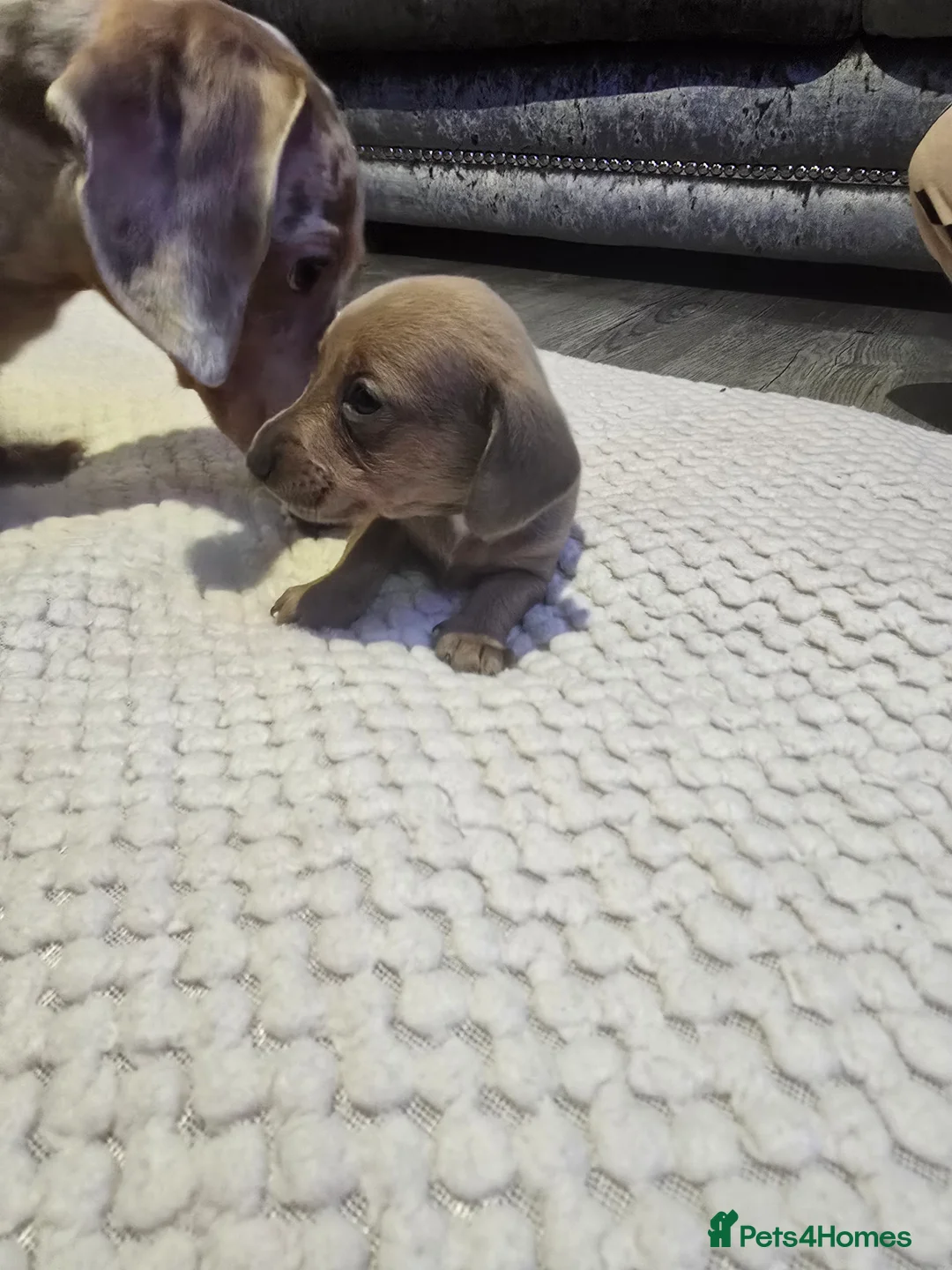 Miniature Dachshund dogs for sale: Miniature daschunds - Advert 8