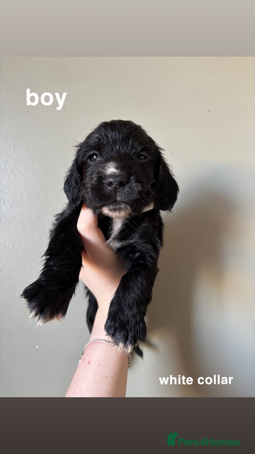 Cocker Spaniel dogs for sale: ** 1 GIRL LEFT** **READY NOW** Cocker Spaniel Pups - Advert 5