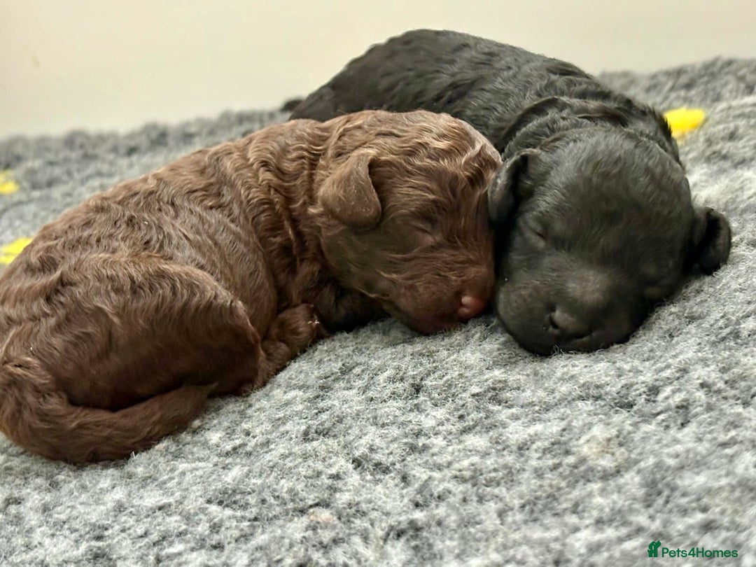 Cockapoo dogs for sale: 🐾 Beautiful F1B Cockapoos –Health Tested Parents  - Image 22