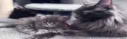 Maine Coon cats for sale: Pedigree Maine Coon kittens champion blood line - Advert 1