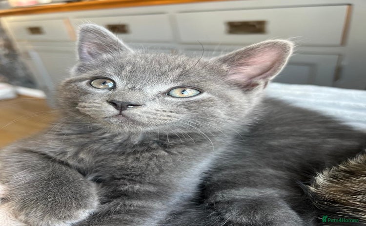 Russian Blue cats - Advert 1