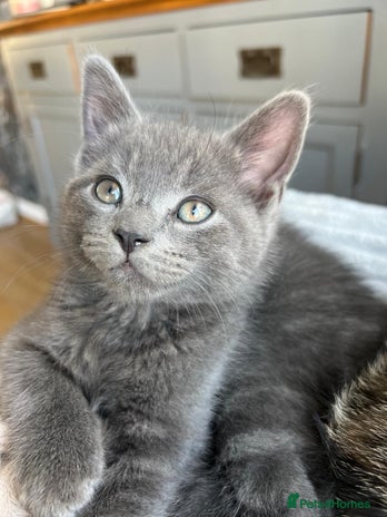 Russian Blue cats - Advert 1