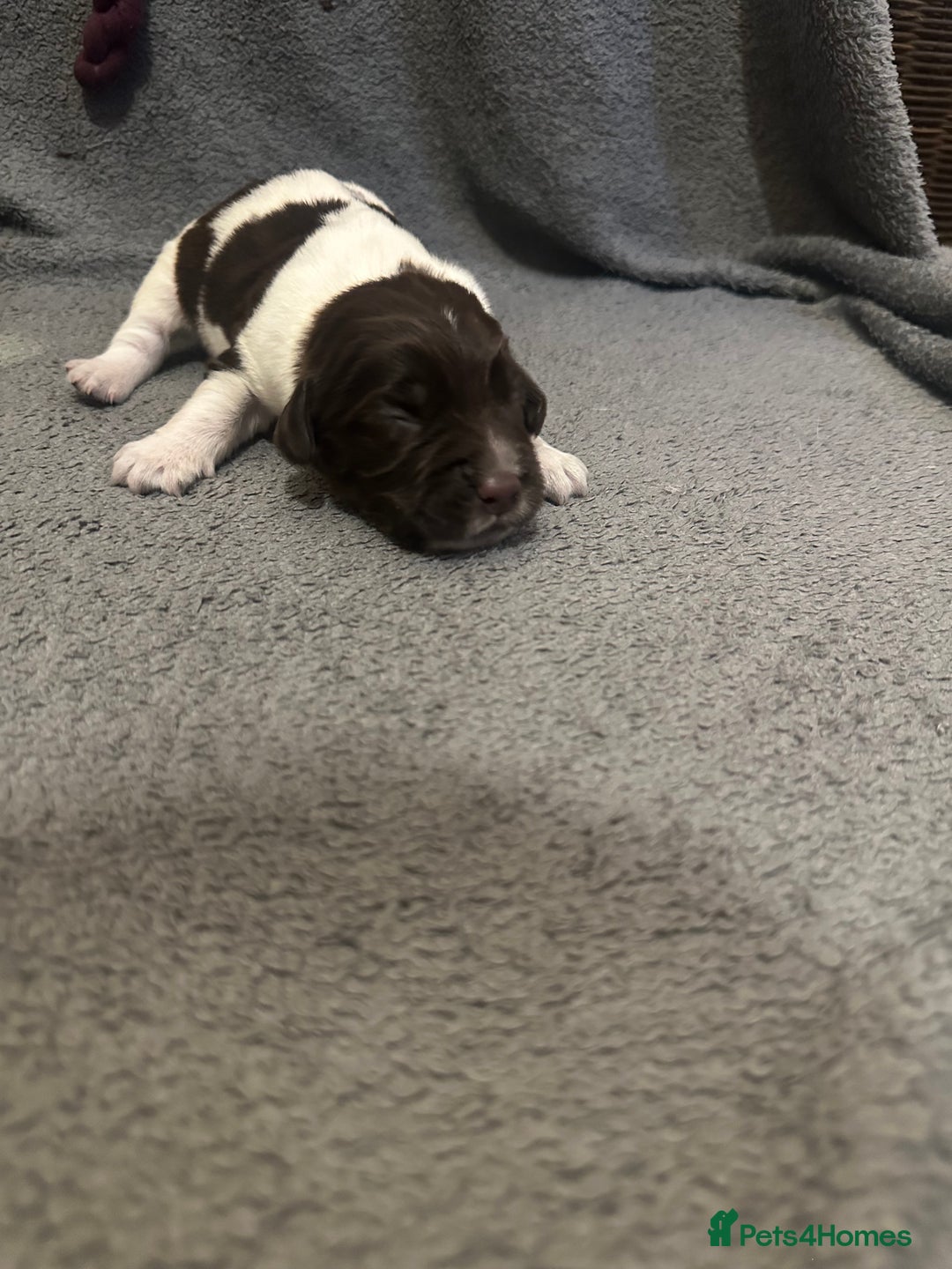 Mixed Breed dogs for sale: Sprockerdor bitch pup *READY NOW* - Advert 18