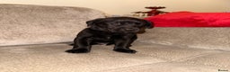 Labrador Retriever dogs for sale: Beautiful Black Pedigree Labrador Puppies - Advert 13
