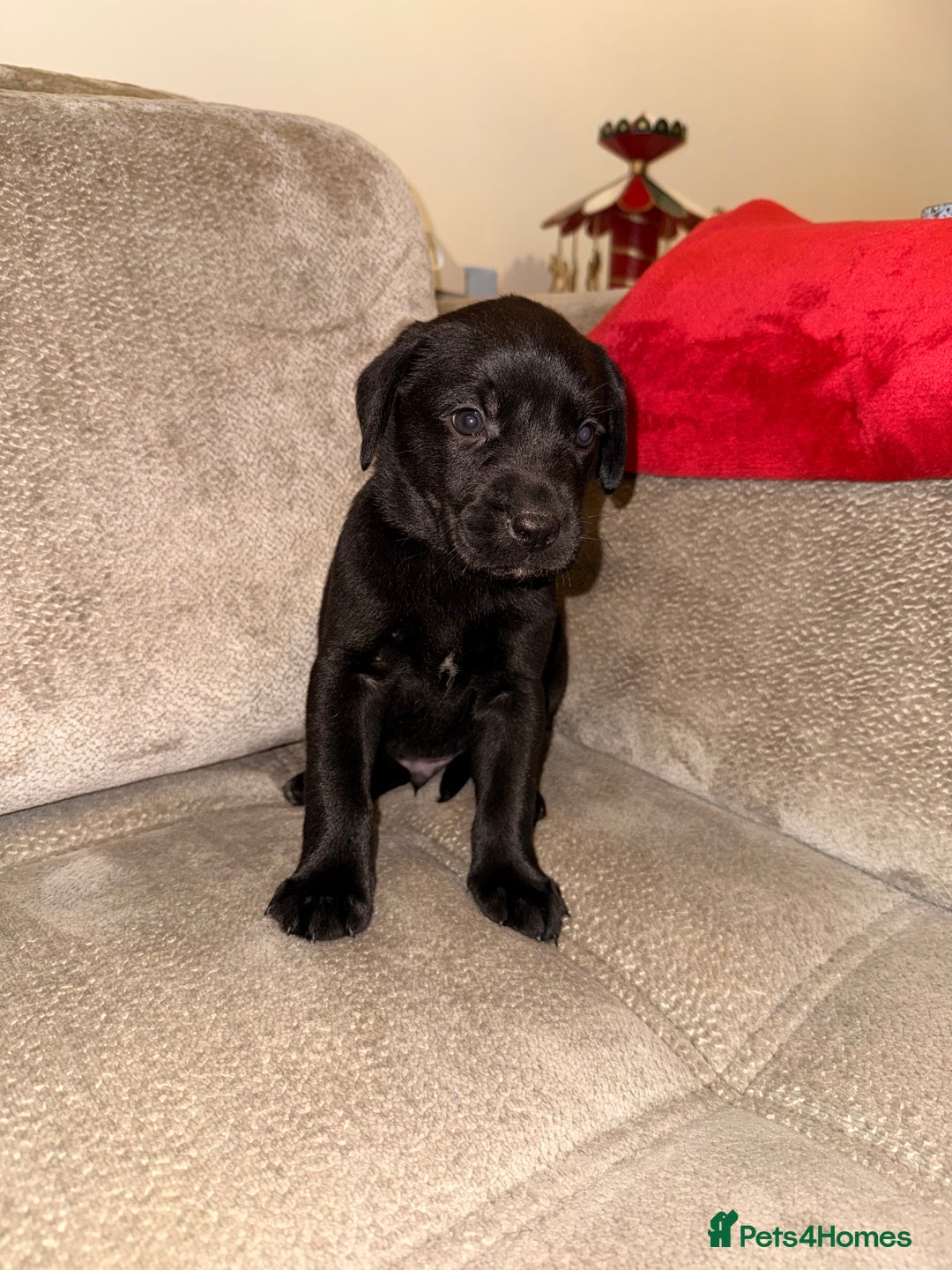 Labrador Retriever dogs for sale: Beautiful Black Pedigree Labrador Puppies - Advert 13