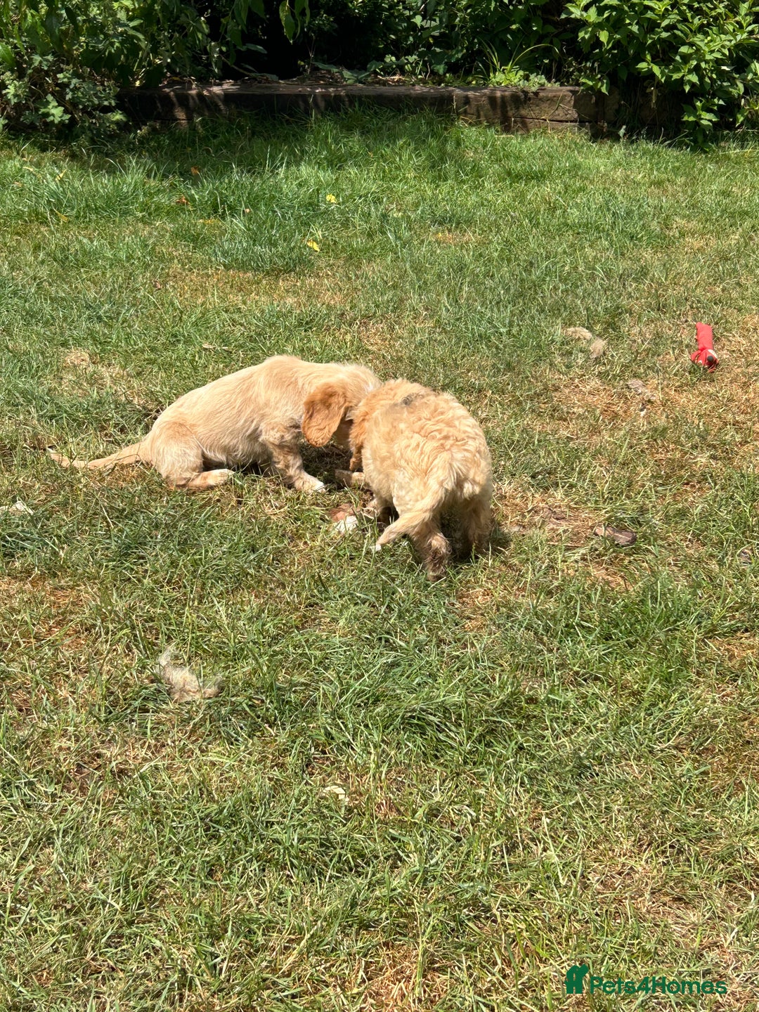 Cavapoo dogs for sale: Beautiful Cavapoo Puppies  - Image 12