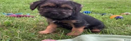 Border Terrier dogs for sale: KC Border Terrier pups - Advert 2