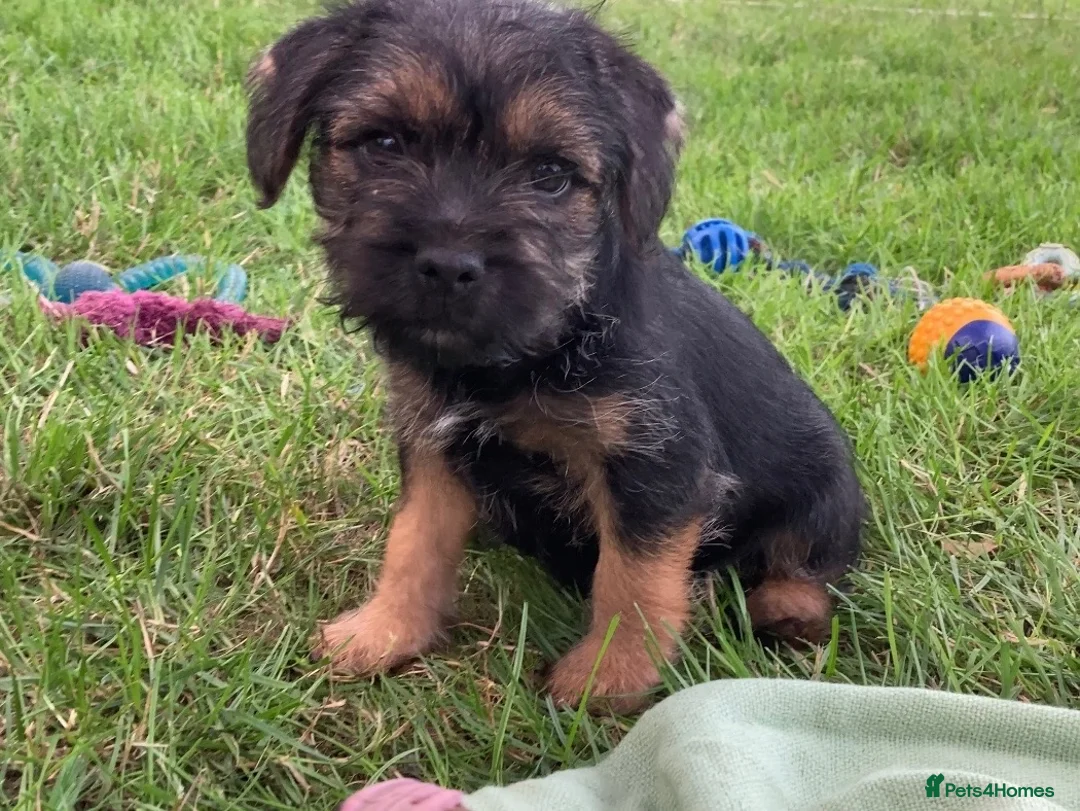 Border Terrier dogs for sale: KC Border Terrier pups - Advert 2