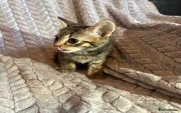 Russian Blue cats for sale: 6 beautiful kittens ❤️ - Image 19