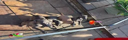 Whippet dogs for sale: 5 beautiful whippet puppies - Advert 2