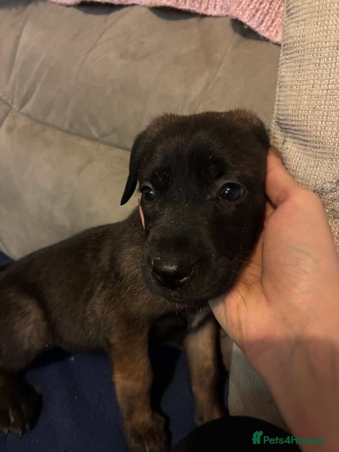 Mixed Breed dogs for sale: Doberman X Malanois  - Image 4