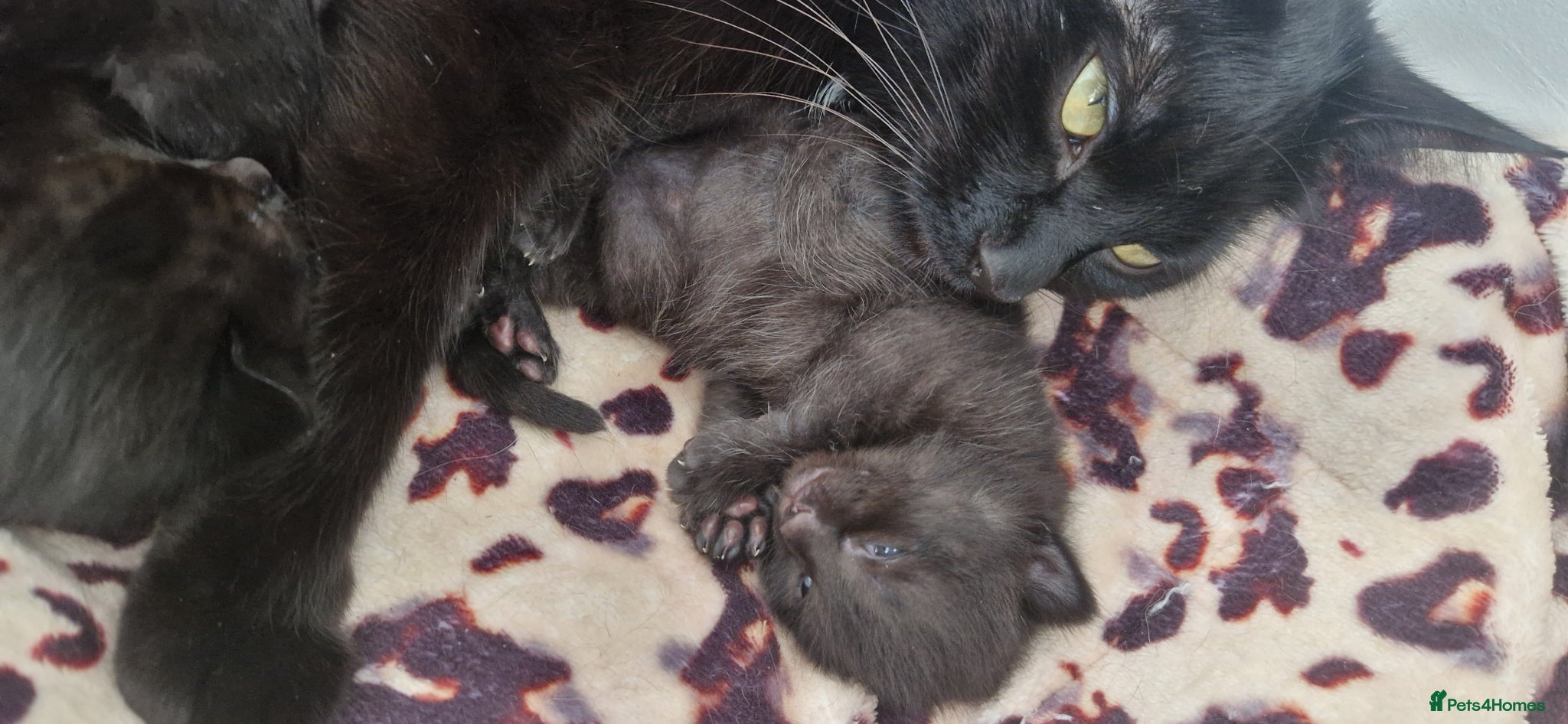 Mixed Breed cats 3 kittens beautiful ready to go - Advert 1