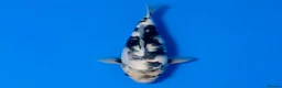 Koi Carp fish for sale: Japanese Koi - Top Quality - Advert 35