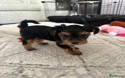 Yorkshire Terrier dogs for sale: Adorable Yorkshire Terrier Puppy for Sale - Image 8