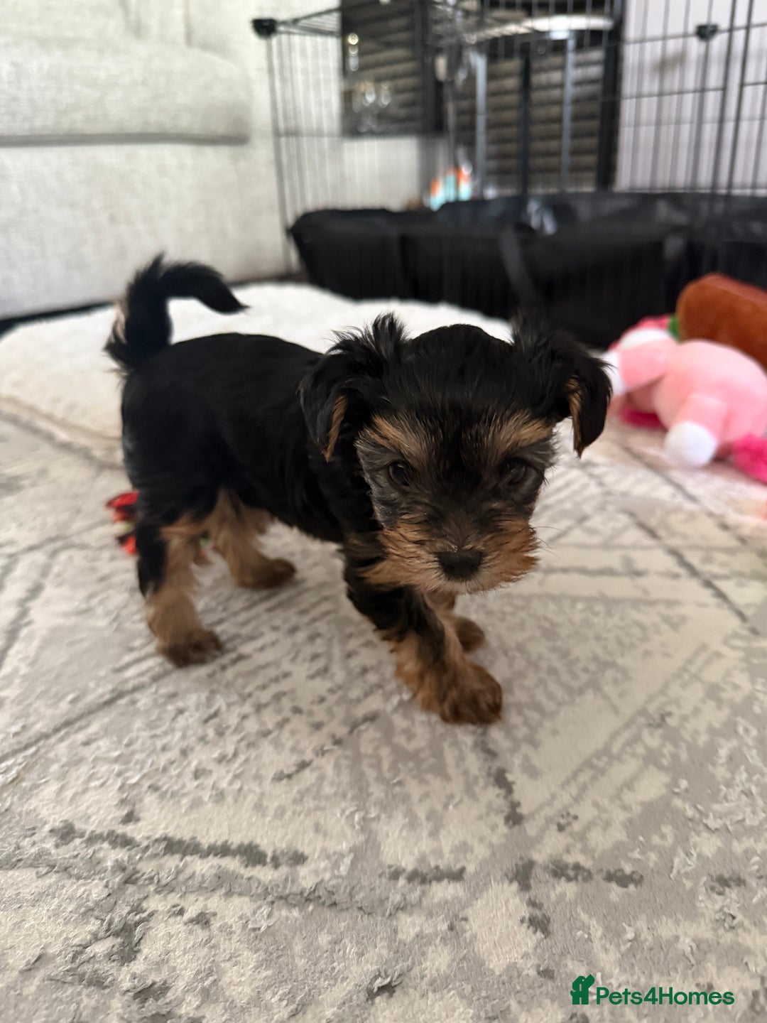 Yorkshire Terrier dogs for sale: Adorable Yorkshire Terrier Puppy for Sale - Image 8