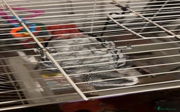 Parrots birds for sale: African gray male  - Image 3