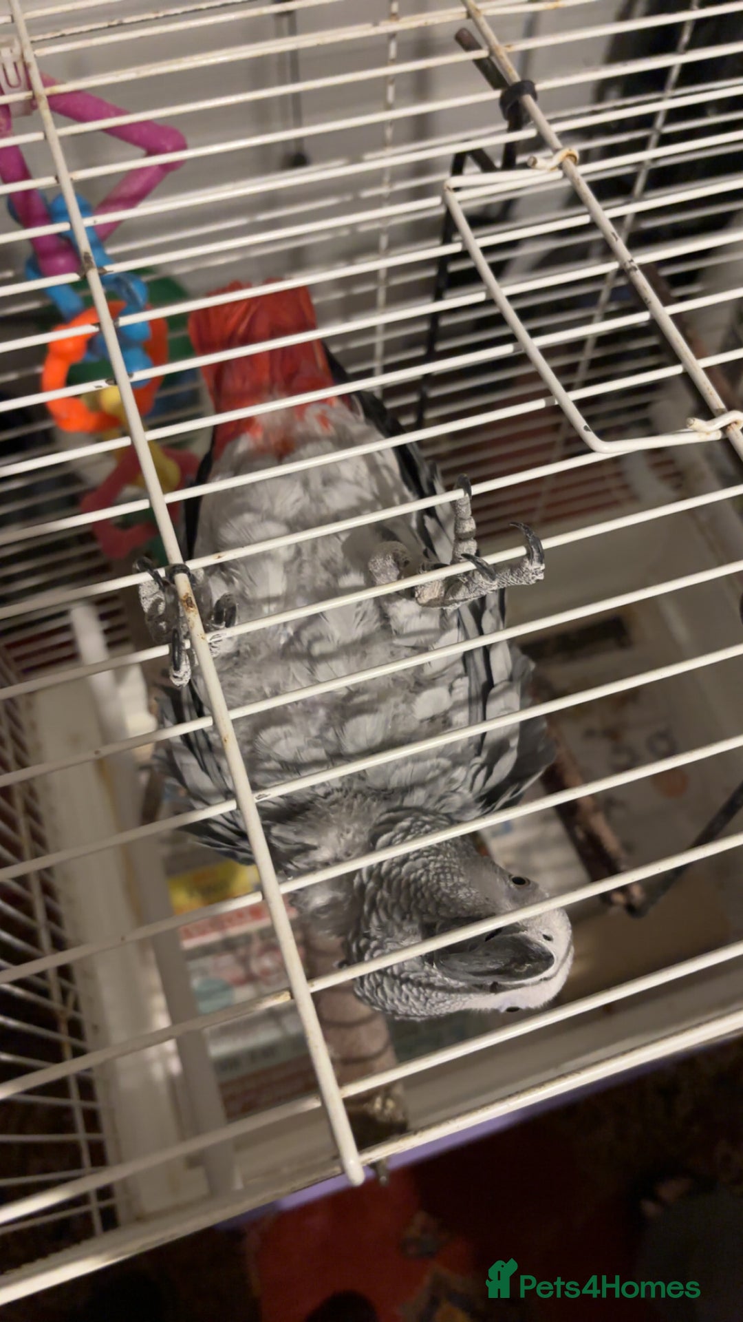 Parrots birds for sale: African gray male  - Image 3