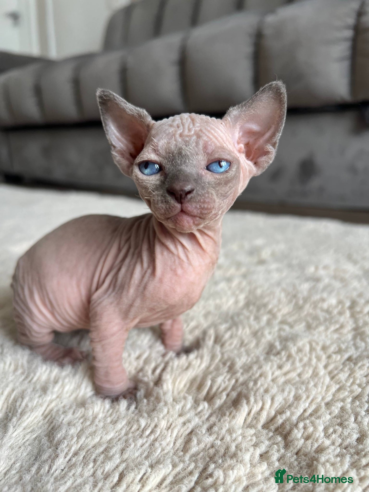 Sphynx cats TICA Canadian Elf Sphynx  - Advert 8