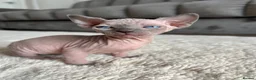 Sphynx cats for sale: 3 Girls left TICA Canadian Elf Sphynx  - Advert 23
