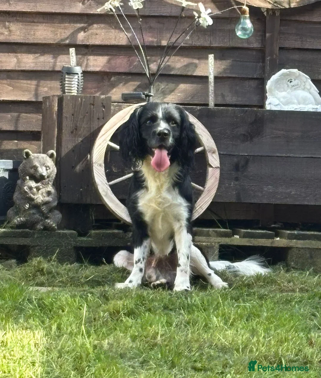 Cocker Spaniel dogs for sale: Cocker spaniel for sale in Tamworth - Advert 1