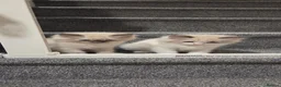 Ragdoll cats for sale:  2 Beautiful Ragdoll Boys 🐾 - Advert 10