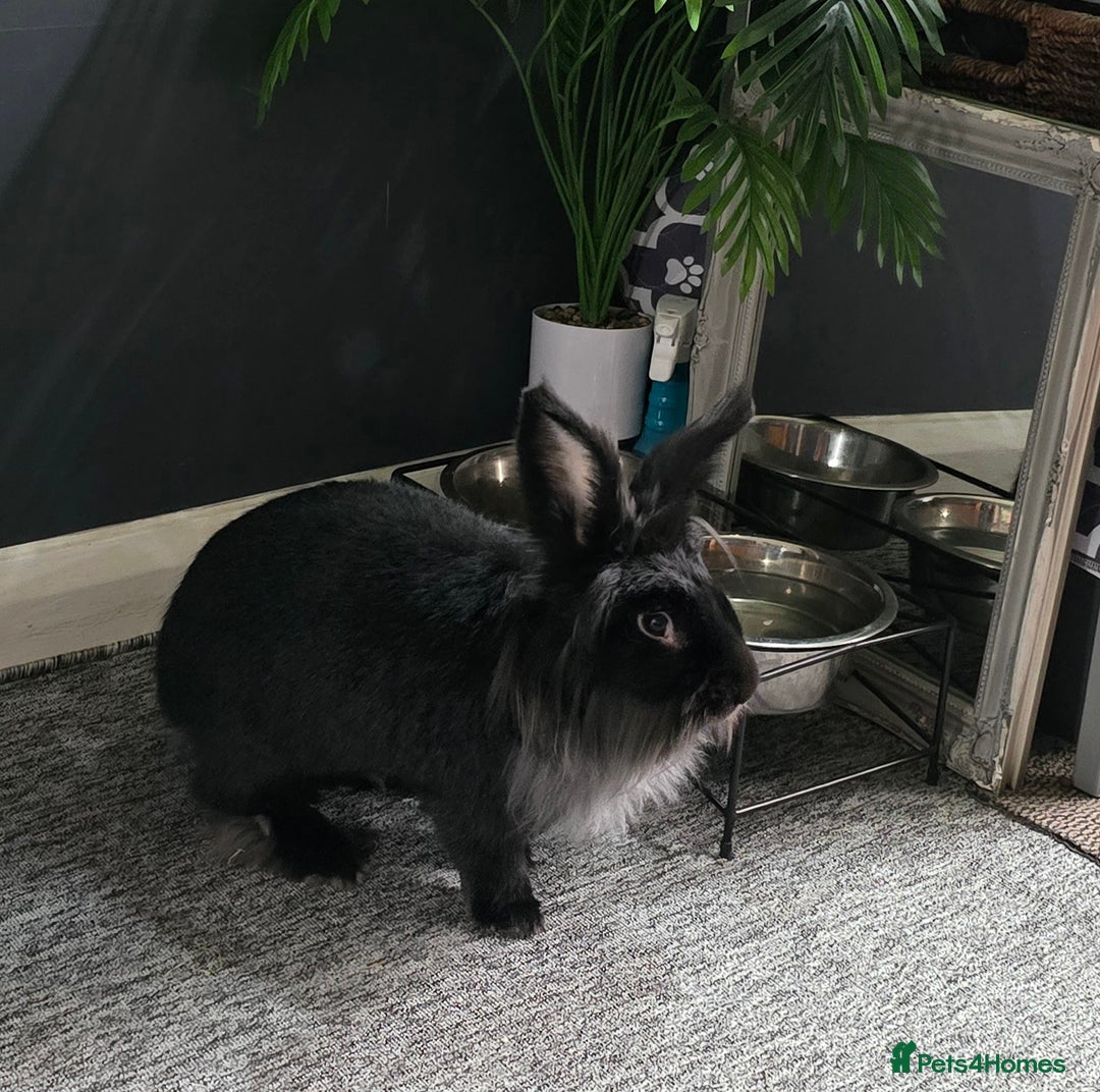Mixed Breed rabbits for sale: 3 year old rabbit - Advert 2
