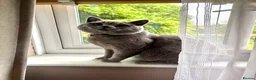 British Shorthair cats for stud: BritishShorthairBlue GCCF pedigree stud for mating - Advert 11